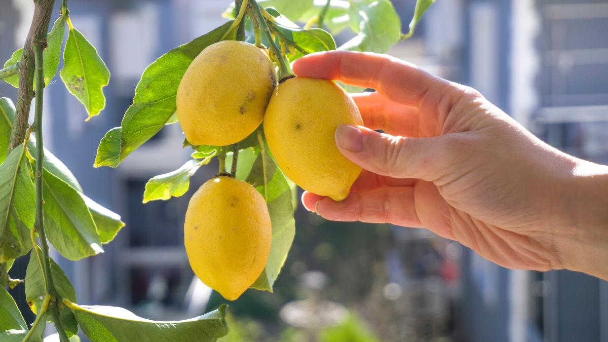 Astro Expert Tells Whether You Should Plant Lemon Tree At Home | HerZindagi