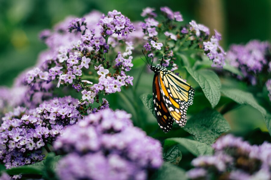 small shrub Butterfly Bush