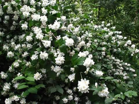 small shrub Mock Orange