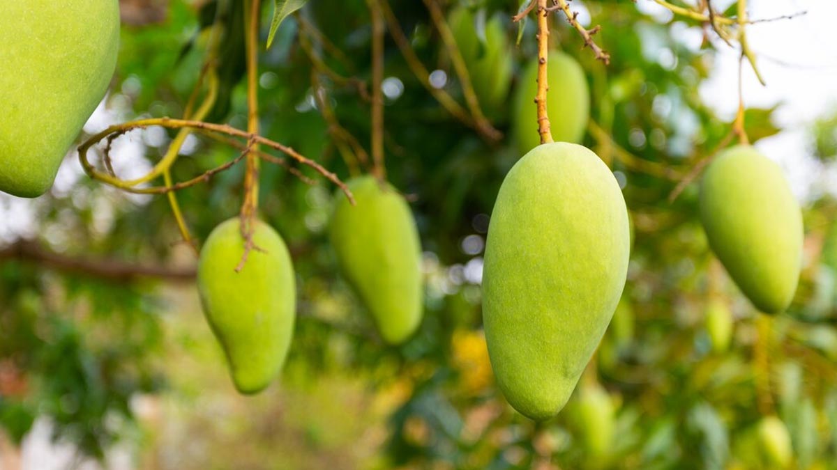 5 Small Trees To Plant In Your Small Balcony Garden