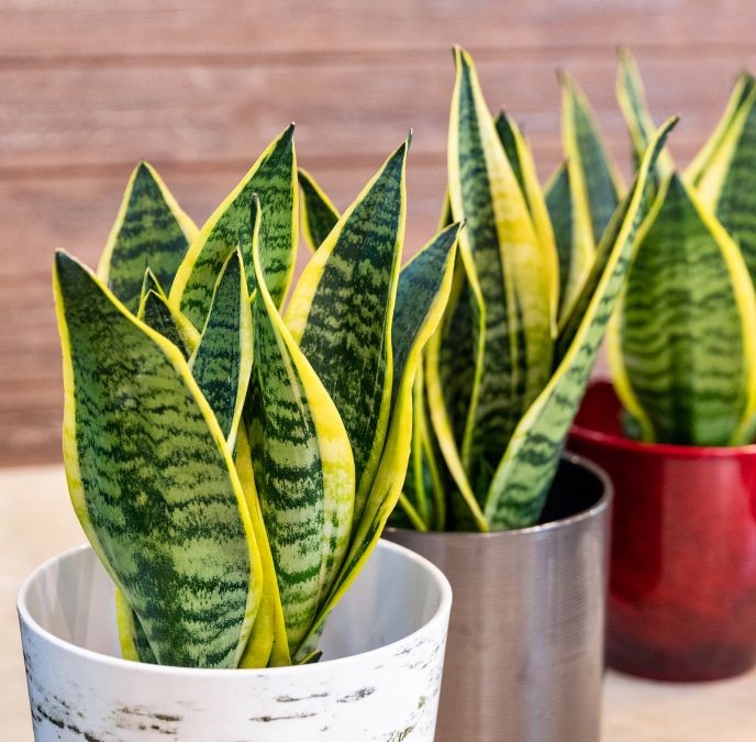 snake plant at home vastu
