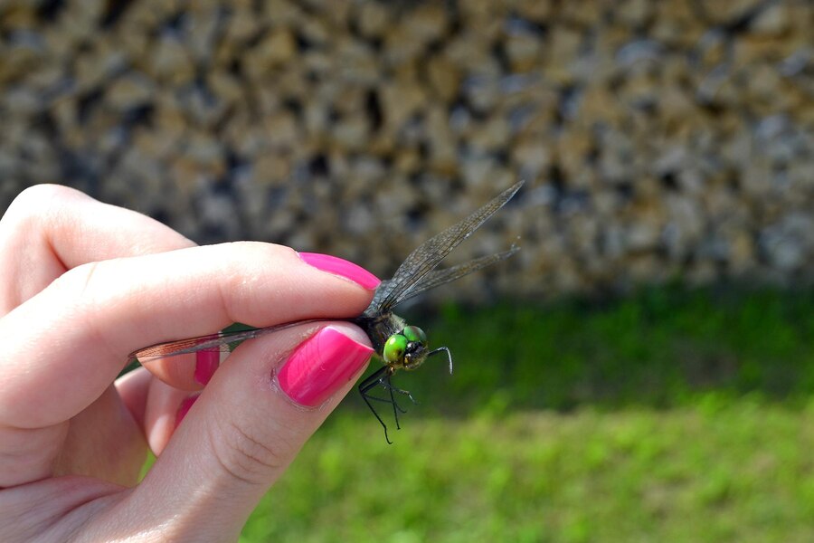 the best home remedy to get rid of earwigs from garden