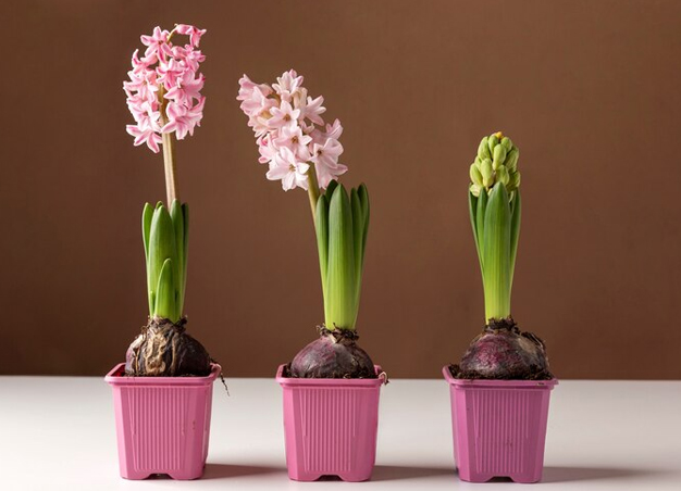 things to know after hyacinth plant growing