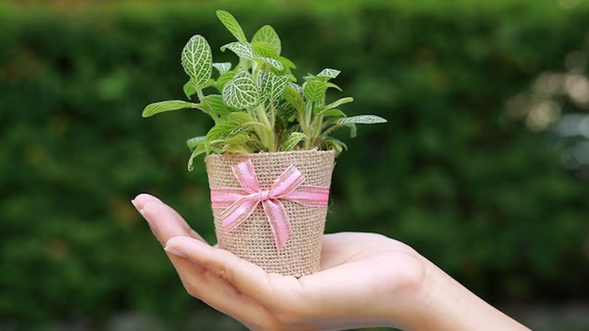Gift Ideas For Plant Lovers: 6 Indoor Plants That Will Make Your Friends and Family Smile