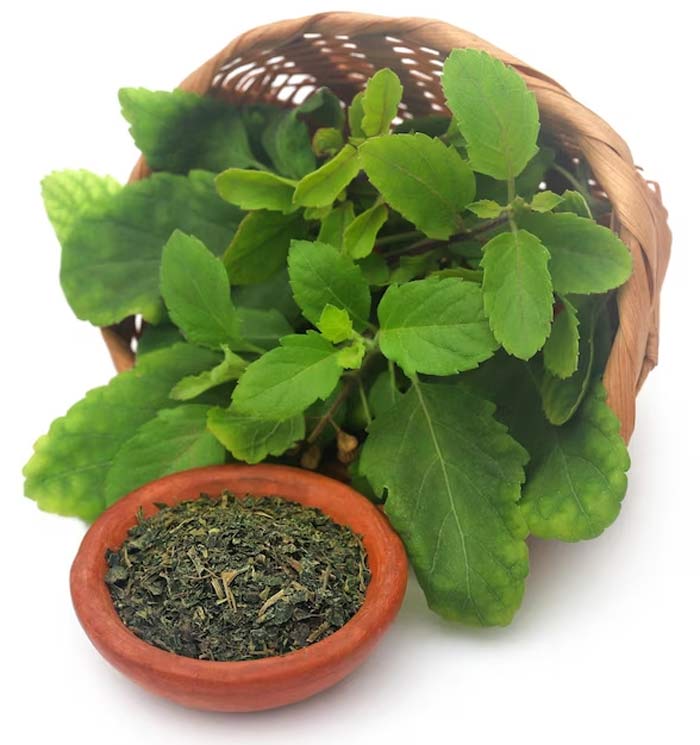 tulsi benefits in astrollgy