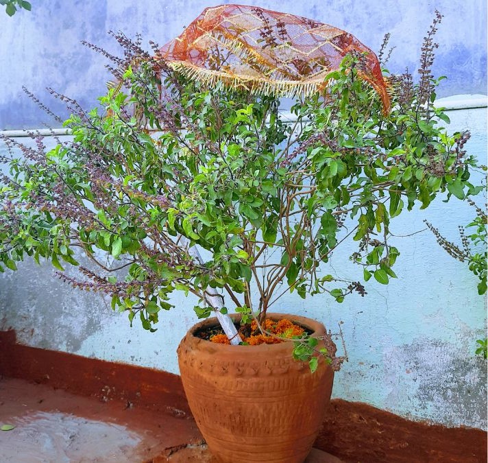 tulsi leaves plucking