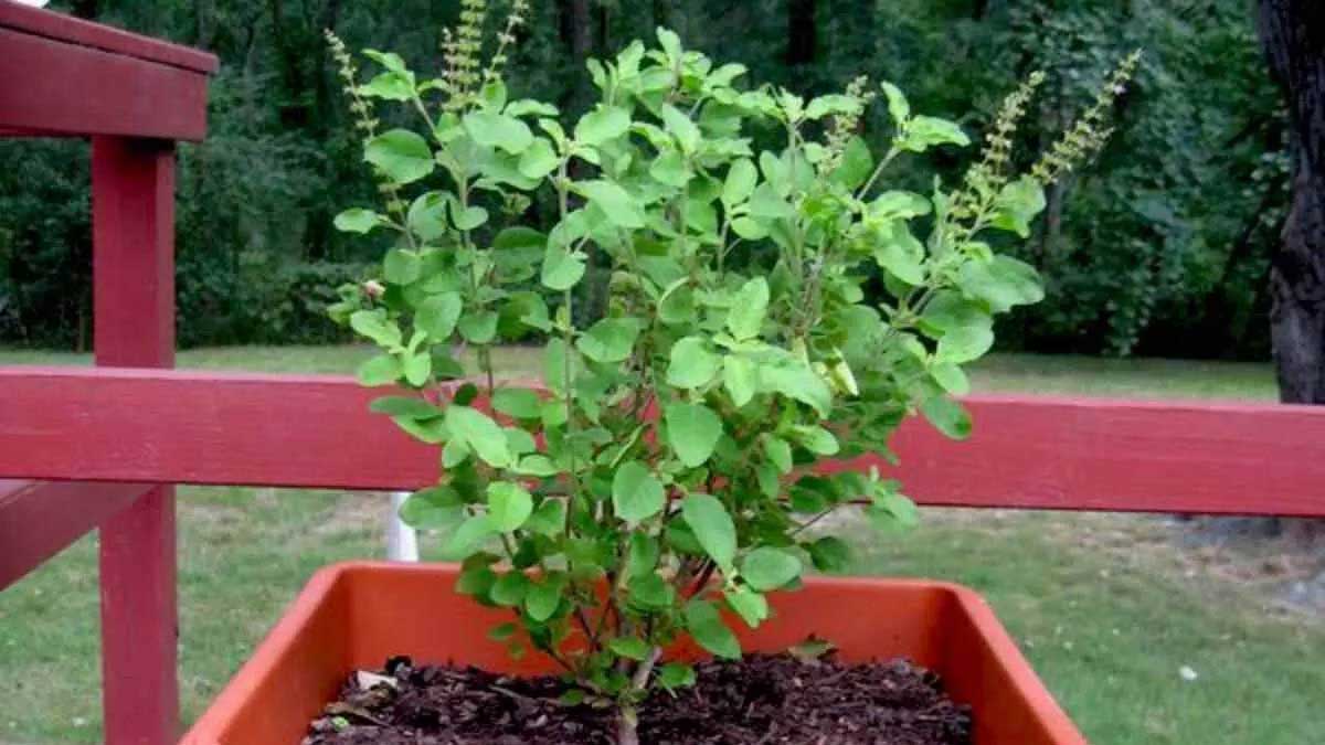 Paush Amavasya Tulsi Upay: साल की पहली अमावस्या पर करें तुलसी के 7 उपाय ...