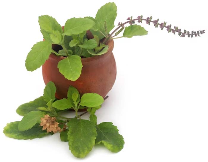 tulsi water bath remedies