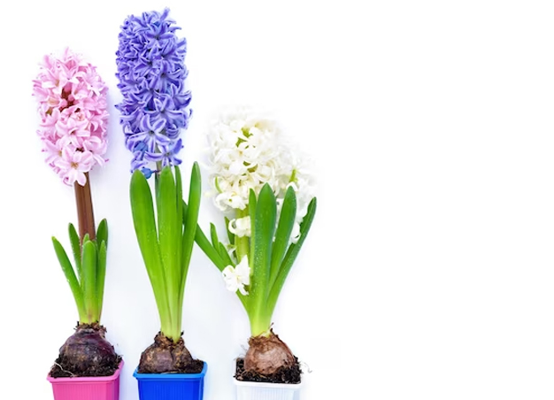 what is hyacinth plant