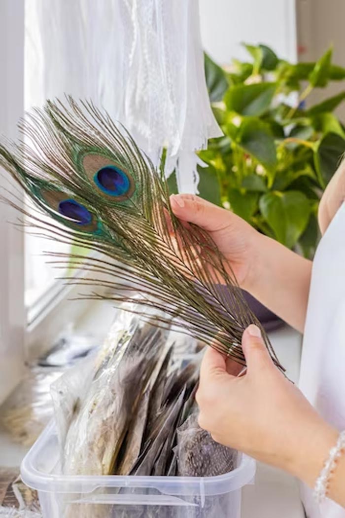 what kind of peacock feather are good