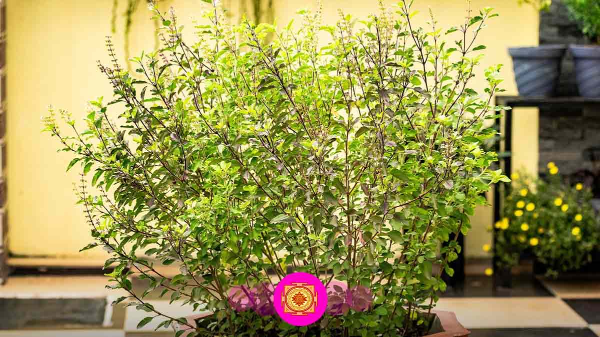 What To Do With Dried Tulsi Plant