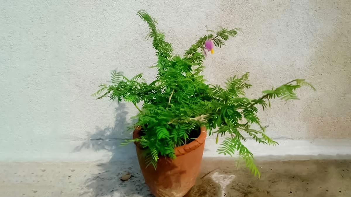 Gardening Tips: शमी के पौधे की अच्छी ग्रोथ के लिए करें ये 5 काम, यहां देखें टिप्स 