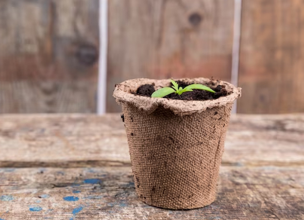 where to by hyacinth plant seed