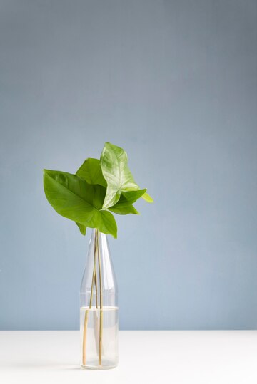 which fertilizer is best for money plants