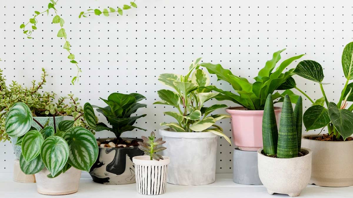 which plants act as air purifier