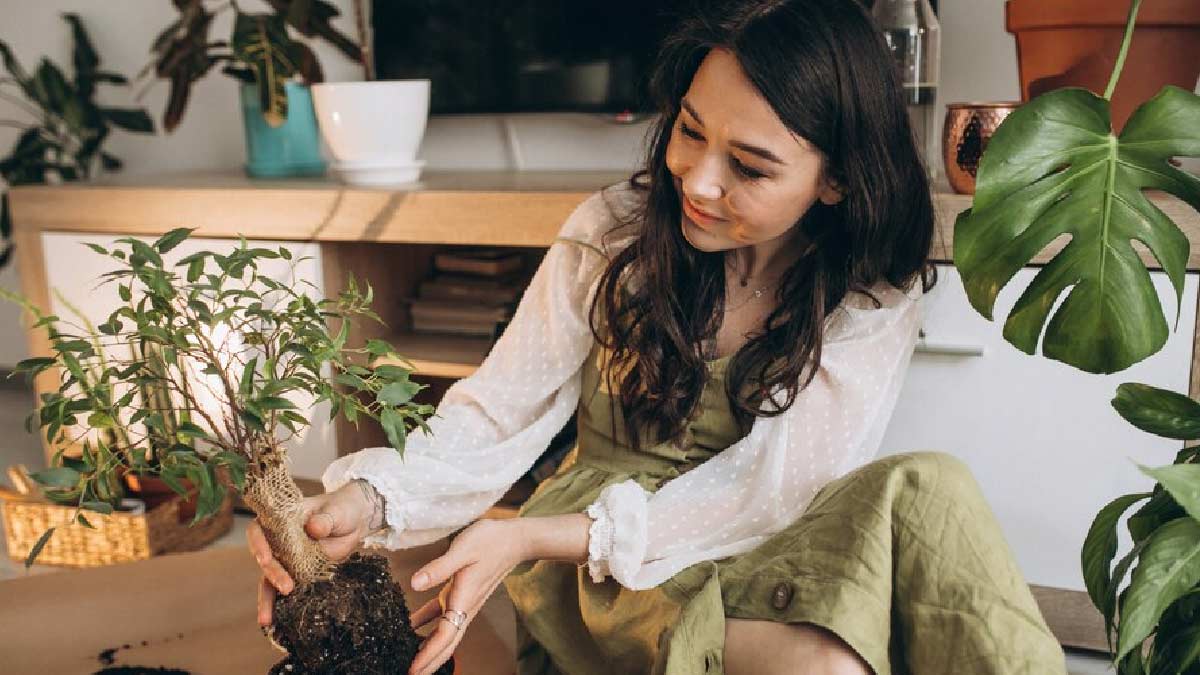 you make homemade earwig solution