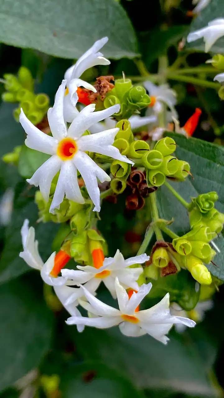 Best fertilizer for Parijat plant