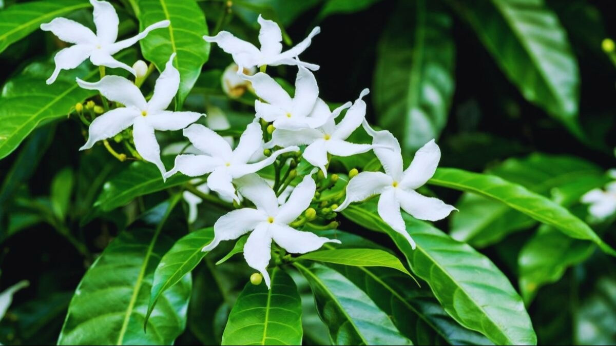 Best fretilizer for jaismine plants