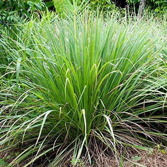 Challenges of growing lemongrass indoors