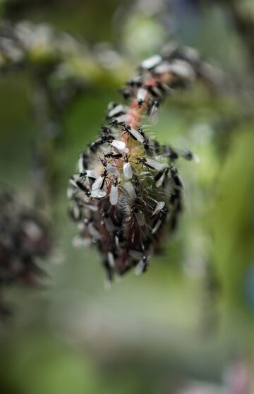 Chintiya bhagane ke upay