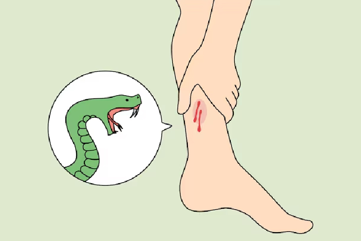 Compensation for snake bite in Tamilnadu