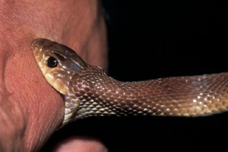 Compensation for snake bite in Uttar Pradesh