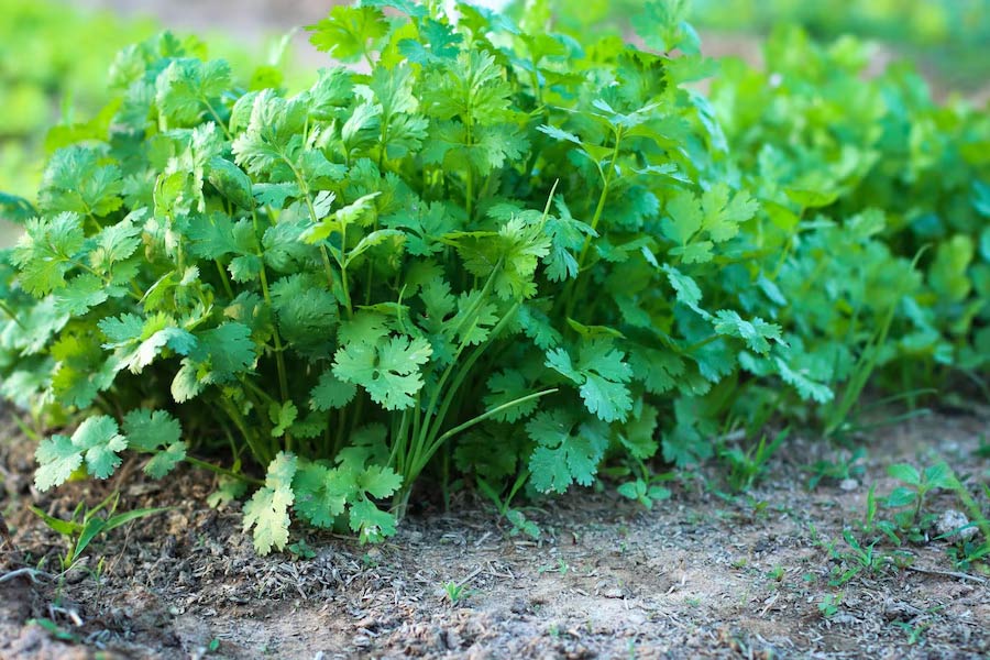 Coriander vegetable