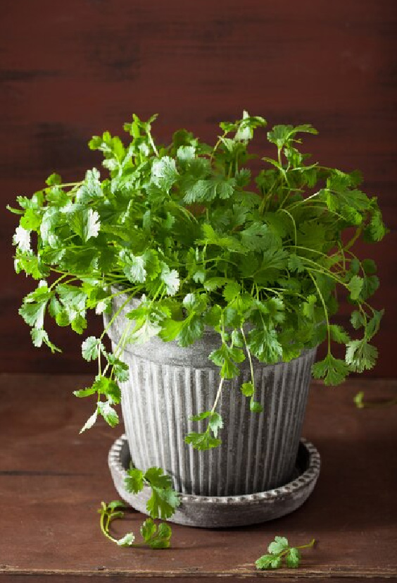 Coriander