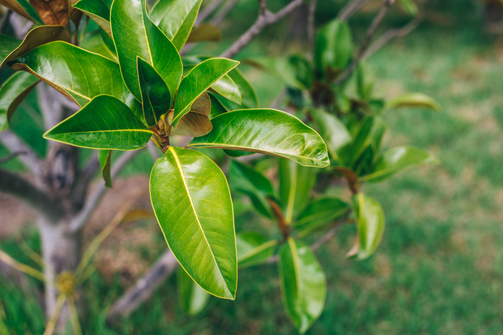 Guava Leaves