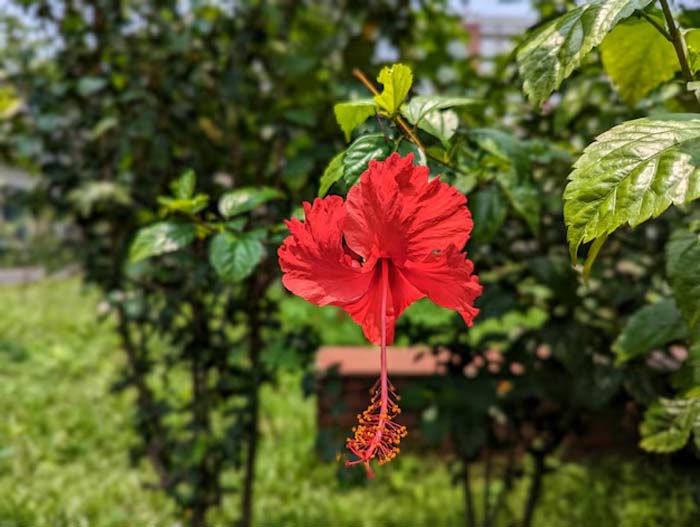Hibiscus