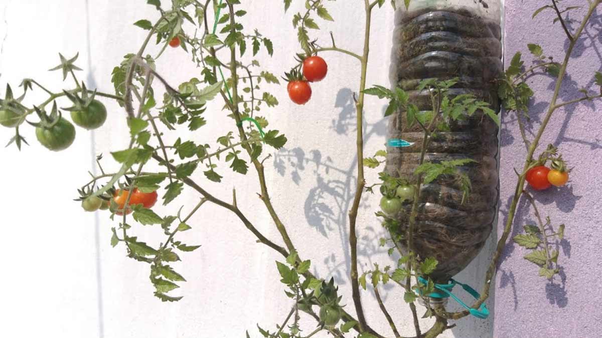 How plastic bottle can be used for planting