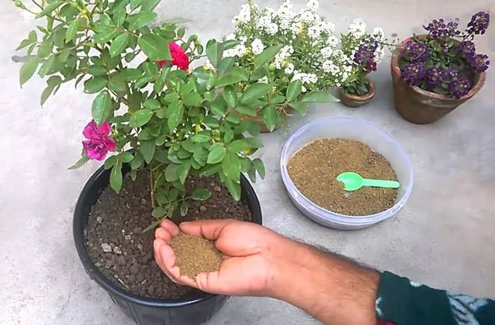 How to use mustard cake in plants