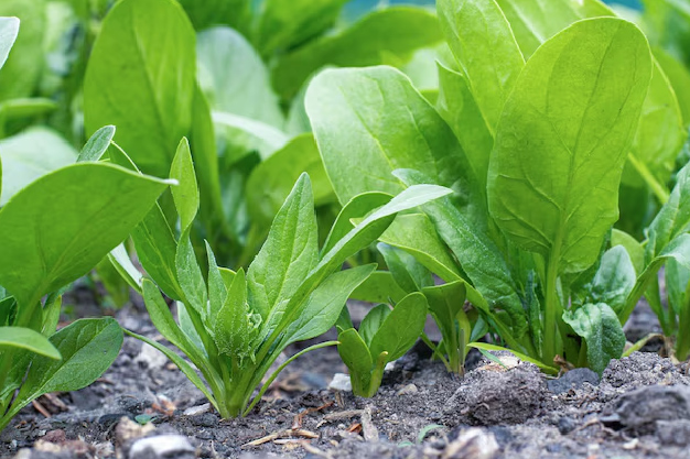 Monsoon Gardening: Best Vegetables To Plant During Monsoon Season ...