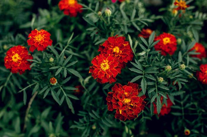 Marigolds