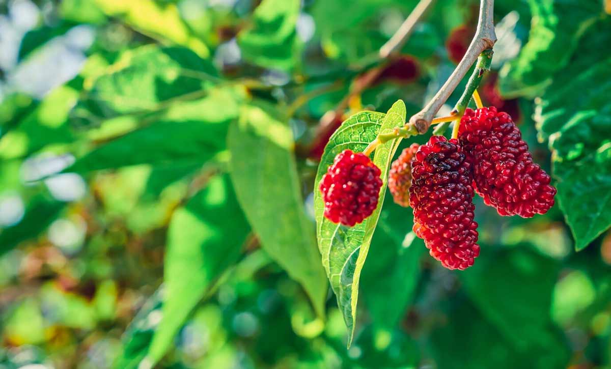 Mulberry fruit benefits,