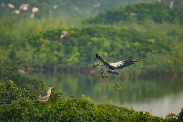 Nalbana Bird Sanctuary