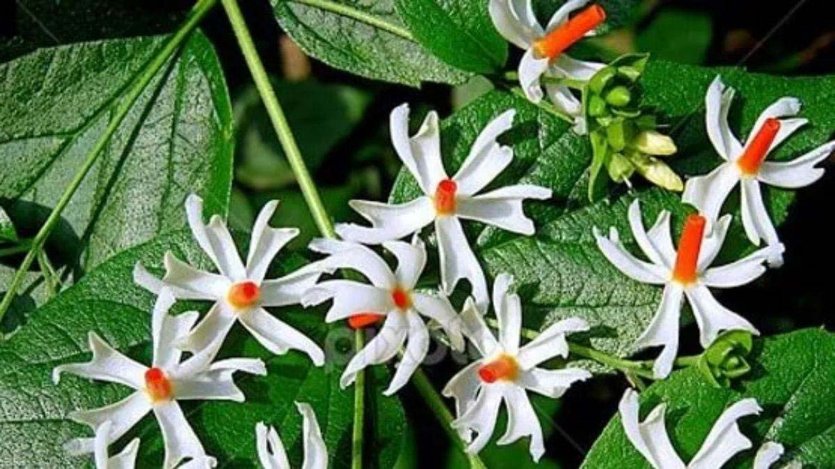 Parijat tree watering schedule