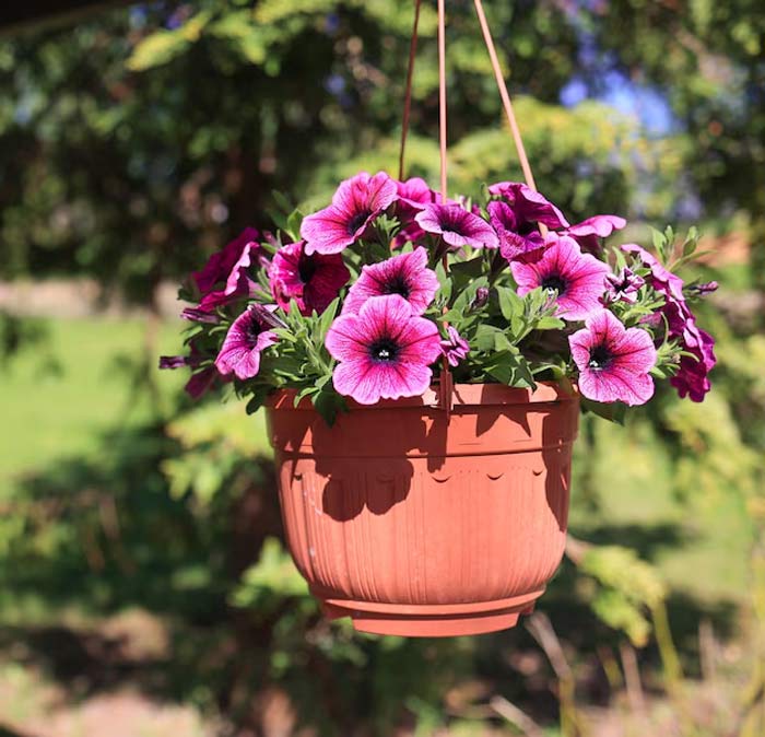 Petunias
