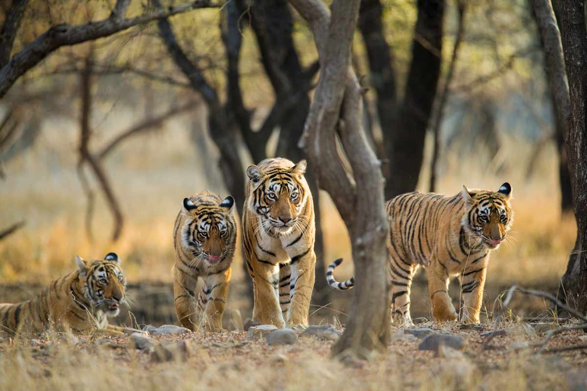 Ranthambore National Park
