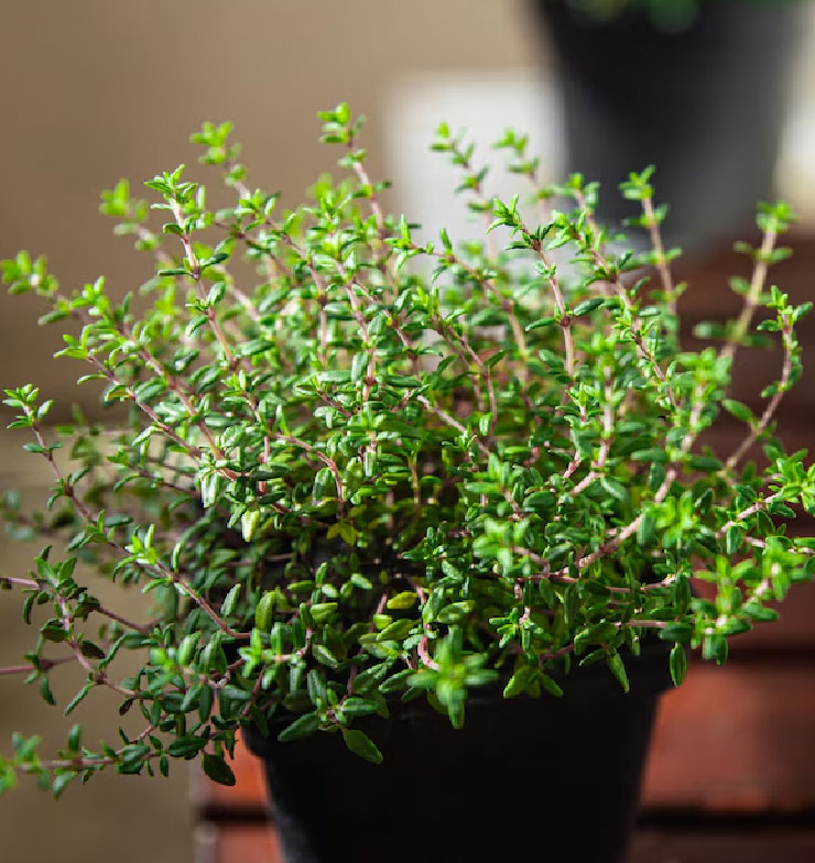 Thyme