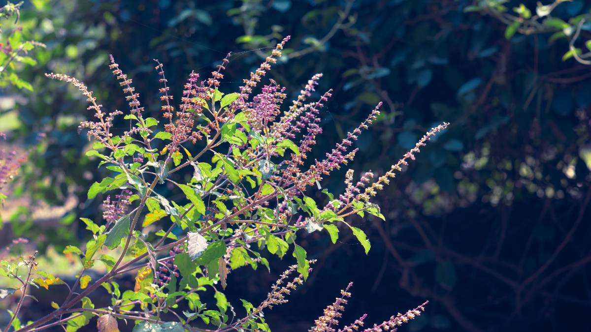 What To Do With Dried Tulsi Plant As Per Vastu shastra