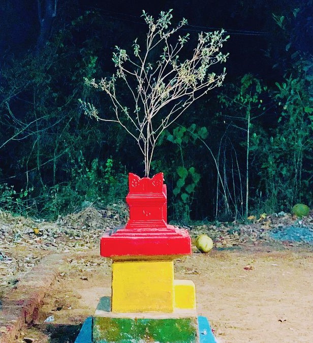 What To Do With Dried Tulsi Plant As Per Vastu