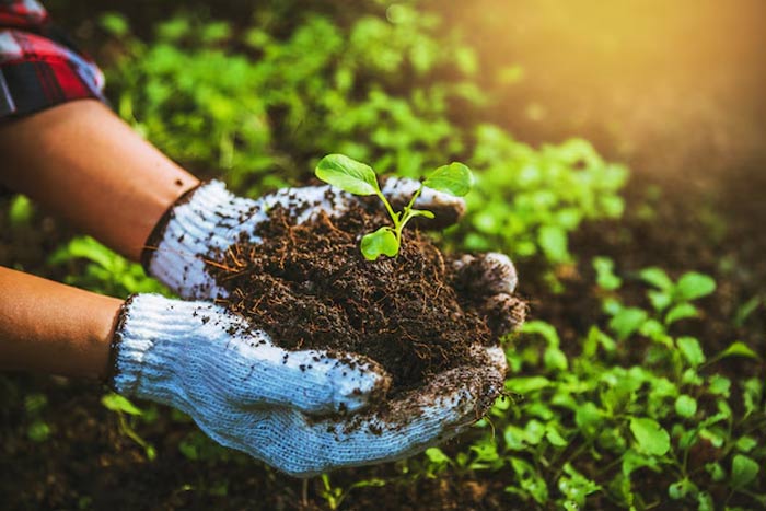 Where should black turmeric be placed in the house