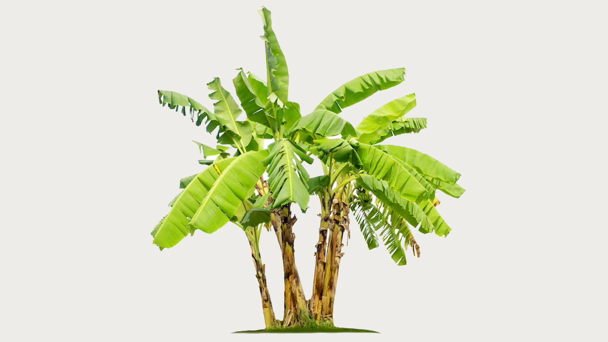 banana tree importance