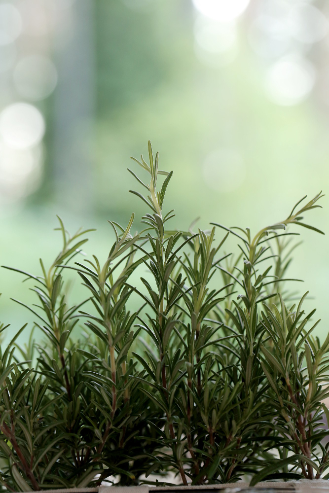 benefits rosemary