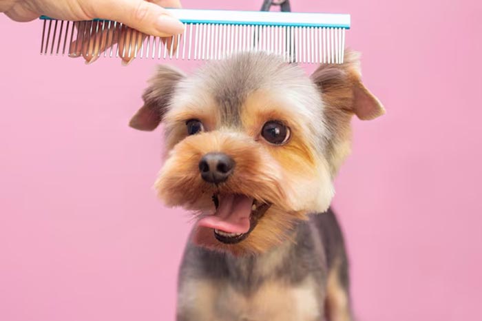comb for pets