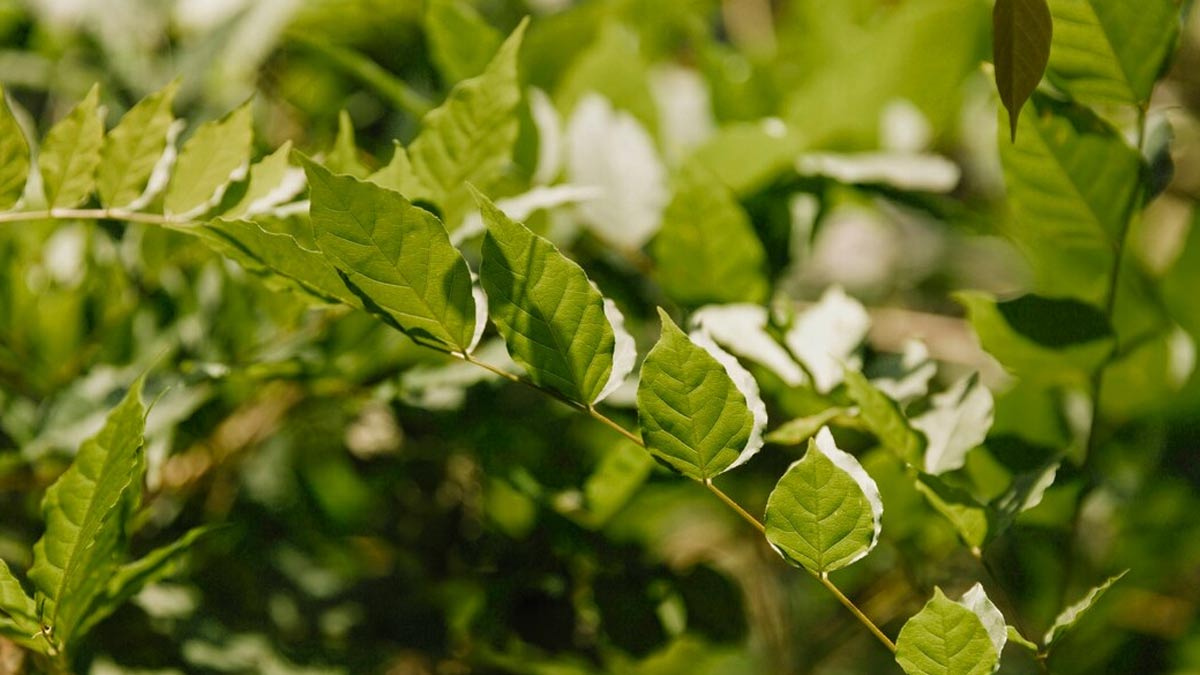 How to Propagate Curry Leaf Plants: Easy Growth Secrets