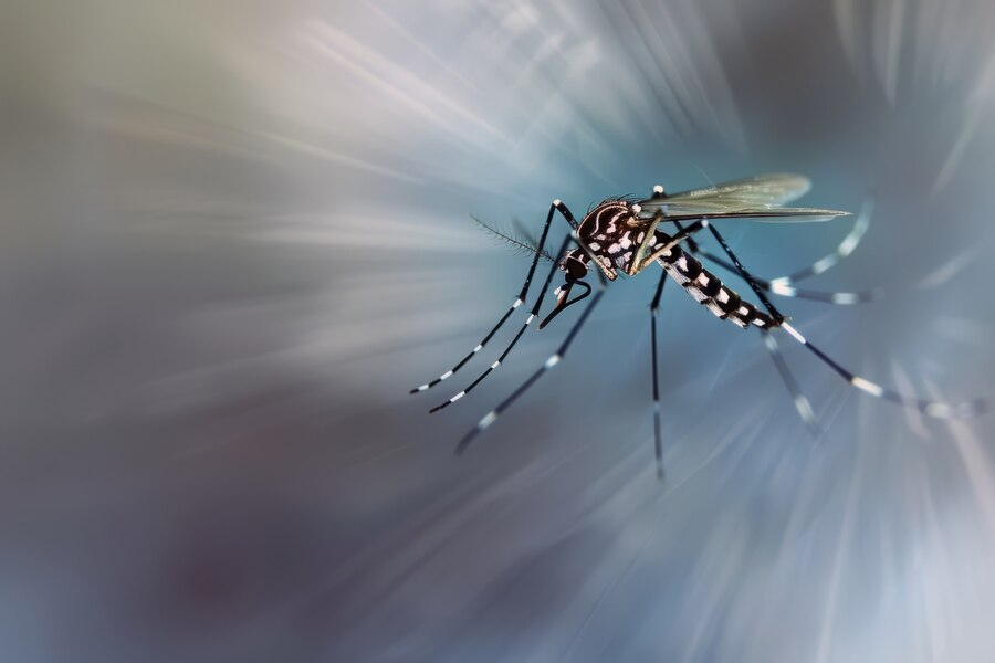 dengue mosquito