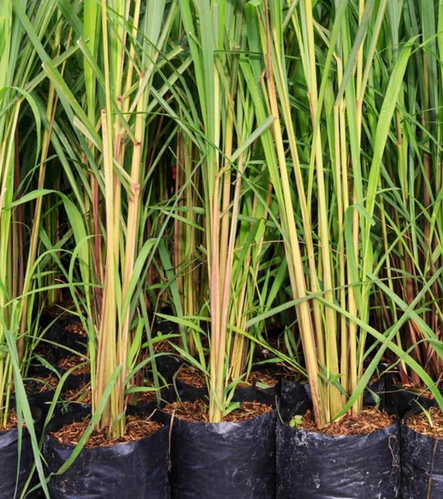 disadvantages of planting lemongrass,