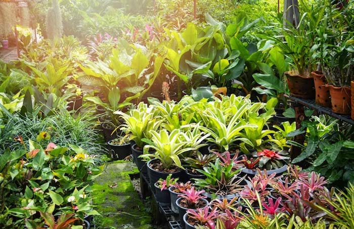 effect of rainwater on plants